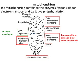 Impermeable to
ions and most
other compounds
In inner
membrane
mitochondrion
the mitochondrion contained the enzymes responsible for
electron transport and oxidative phosphorylation
 