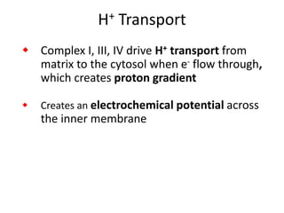 H+ Transport
 Complex I, III, IV drive H+ transport from
matrix to the cytosol when e- flow through,
which creates proton gradient
 Creates an electrochemical potential across
the inner membrane
 