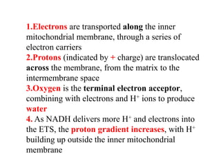 1.Electrons are transported along the inner
mitochondrial membrane, through a series of
electron carriers
2.Protons (indicated by + charge) are translocated
across the membrane, from the matrix to the
intermembrane space
3.Oxygen is the terminal electron acceptor,
combining with electrons and H+ ions to produce
water
4. As NADH delivers more H+ and electrons into
the ETS, the proton gradient increases, with H+
building up outside the inner mitochondrial
membrane
 