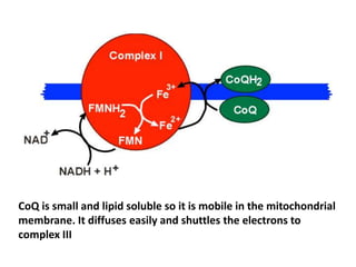 CoQ is small and lipid soluble so it is mobile in the mitochondrial
membrane. It diffuses easily and shuttles the electrons to
complex III
 