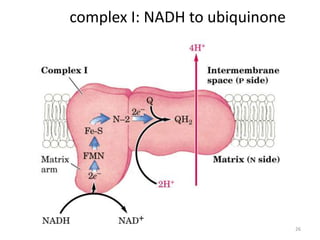 26
complex I: NADH to ubiquinone
 