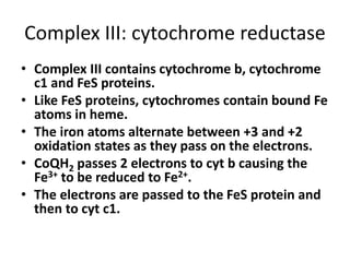 Complex III: cytochrome reductase
• Complex III contains cytochrome b, cytochrome
c1 and FeS proteins.
• Like FeS proteins, cytochromes contain bound Fe
atoms in heme.
• The iron atoms alternate between +3 and +2
oxidation states as they pass on the electrons.
• CoQH2 passes 2 electrons to cyt b causing the
Fe3+ to be reduced to Fe2+.
• The electrons are passed to the FeS protein and
then to cyt c1.
 