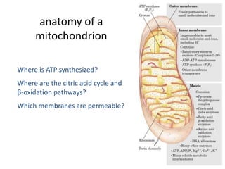 3
anatomy of a
mitochondrion
Where is ATP synthesized?
Where are the citric acid cycle and
β-oxidation pathways?
Which membranes are permeable?
 