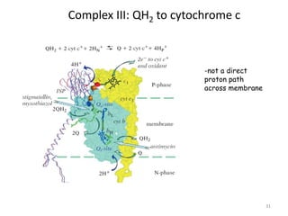 31
Complex III: QH2 to cytochrome c
-not a direct
proton path
across membrane
 