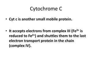 Cytochrome C
• Cyt c is another small mobile protein.
• It accepts electrons from complex III (Fe3+ is
reduced to Fe2+) and shuttles them to the last
electron transport protein in the chain
(complex IV).
 
