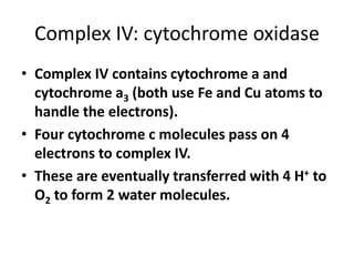 Complex IV: cytochrome oxidase
• Complex IV contains cytochrome a and
cytochrome a3 (both use Fe and Cu atoms to
handle the electrons).
• Four cytochrome c molecules pass on 4
electrons to complex IV.
• These are eventually transferred with 4 H+ to
O2 to form 2 water molecules.
 