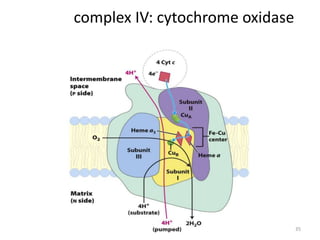 35
complex IV: cytochrome oxidase
 