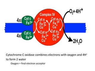 Cytochrome C oxidase combines electrons with oxygen and 4H+
to form 2 water
Oxygen = final electron acceptor
 