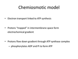 Chemiosmotic model
• Electron transport linked to ATP synthesis
• Protons “trapped” in intermembrane space form
electrochemical gradient
• Protons flow down gradient through ATP synthase complex
– phosphorylates ADP and Pi to form ATP
 