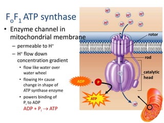 H+
catalytic
head
rod
rotor
H+
H+
H+
H+ H+
H+H+
H+
FoF1 ATP synthase
ATP
ADP P+
• Enzyme channel in
mitochondrial membrane
– permeable to H+
– H+ flow down
concentration gradient
• flow like water over
water wheel
• flowing H+ cause
change in shape of
ATP synthase enzyme
• powers binding of
Pi to ADP
ADP + Pi  ATP
 