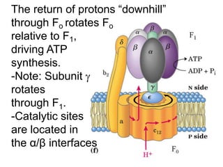 The return of protons “downhill”
through Fo rotates Fo
relative to F1,
driving ATP
synthesis.
-Note: Subunit 
rotates
through F1.
-Catalytic sites
are located in
the α/β interfaces
 