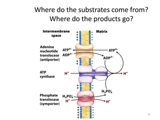 47
Where do the substrates come from?
Where do the products go?
 