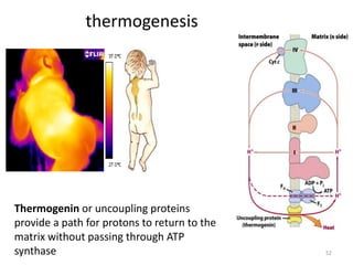 52
thermogenesis
Thermogenin or uncoupling proteins
provide a path for protons to return to the
matrix without passing through ATP
synthase
 