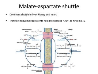 Malate-aspartate shuttle
• Dominant shuttle in liver, kidney and heart
• Transfers reducing equivalents held by cytosolic NADH to NAD in ETC
 