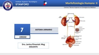 UNIDAD
7 SISTEMA URINARIO
Morfofisiología Humana II
Carrera: Técnico Superior en Emergencias Médicas
Dra. Janina Pimentel. Msg
DOCENTE
 
