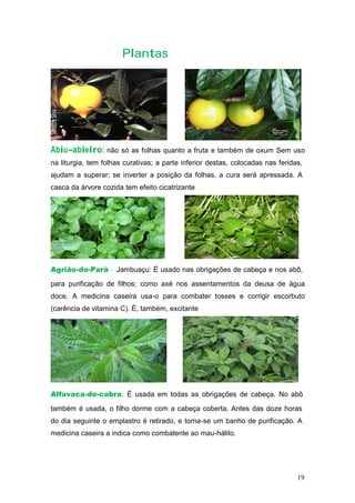 Plantas
Abiu-abieiro: não só as folhas quanto a fruta e também de oxum Sem uso
na liturgia, tem folhas curativas; a parte inferior destas, colocadas nas feridas,
ajudam a superar; se inverter a posição da folhas, a cura será apressada. A
casca da árvore cozida tem efeito cicatrizante
Agrião-do-Pará – Jambuaçu: É usado nas obrigações de cabeça e nos abô,
para purificação de filhos; como axé nos assentamentos da deusa de água
doce. A medicina caseira usa-o para combater tosses e corrigir escorbuto
(carência de vitamina C). É, também, excitante
Alfavaca-de-cobra: É usada em todas as obrigações de cabeça. No abô
também é usada, o filho dorme com a cabeça coberta. Antes das doze horas
do dia seguinte o emplastro é retirado, e torna-se um banho de purificação. A
medicina caseira a indica como combatente ao mau-hálito.
19
 