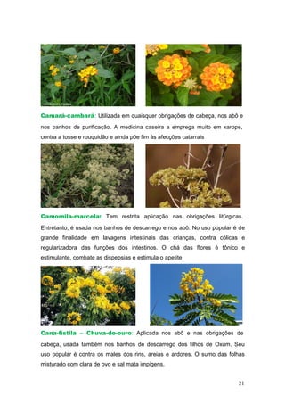 Camará-cambará: Utilizada em quaisquer obrigações de cabeça, nos abô e
nos banhos de purificação. A medicina caseira a emprega muito em xarope,
contra a tosse e rouquidão e ainda põe fim às afecções catarrais
Camomila-marcela: Tem restrita aplicação nas obrigações litúrgicas.
Entretanto, é usada nos banhos de descarrego e nos abô. No uso popular é de
grande finalidade em lavagens intestinais das crianças, contra cólicas e
regularizadora das funções dos intestinos. O chá das flores é tônico e
estimulante, combate as dispepsias e estimula o apetite
Cana-fístila – Chuva-de-ouro: Aplicada nos abô e nas obrigações de
cabeça, usada também nos banhos de descarrego dos filhos de Oxum. Seu
uso popular é contra os males dos rins, areias e ardores. O sumo das folhas
misturado com clara de ovo e sal mata impigens.
21
 