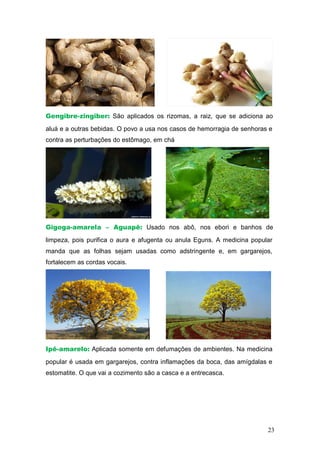 Gengibre-zingiber: São aplicados os rizomas, a raiz, que se adiciona ao
aluá e a outras bebidas. O povo a usa nos casos de hemorragia de senhoras e
contra as perturbações do estômago, em chá
Gigoga-amarela – Aguapê: Usado nos abô, nos ebori e banhos de
limpeza, pois purifica o aura e afugenta ou anula Eguns. A medicina popular
manda que as folhas sejam usadas como adstringente e, em gargarejos,
fortalecem as cordas vocais.
Ipê-amarelo: Aplicada somente em defumações de ambientes. Na medicina
popular é usada em gargarejos, contra inflamações da boca, das amígdalas e
estomatite. O que vai a cozimento são a casca e a entrecasca.
23
 