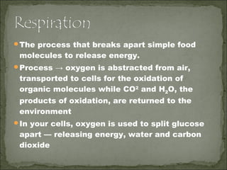Oxygen cycle | PPT