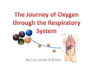 The Journey of Oxygenthrough the Respiratory System  By Lisa Grant 8 Green 