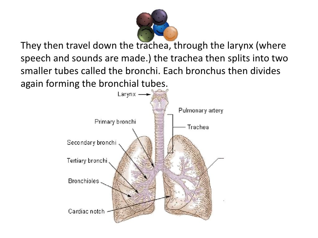 Oxygen through the respiratory system