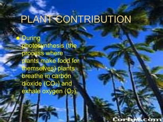 PLANT CONTRIBUTION
 During
photosynthesis (the
process where
plants make food for
themselves) plants
breathe in carbon
dioxide (CO2) and
exhale oxygen (O2).
 