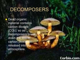 DECOMPOSERS
 Dead organic
material contains
carbon dioxide
(CO2), so as
decomposers break
down the tissue,
carbon dioxide is
released into the
atmosphere.
 