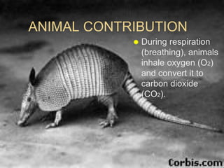 ANIMAL CONTRIBUTION
 During respiration
(breathing), animals
inhale oxygen (O2)
and convert it to
carbon dioxide
(CO2).
 