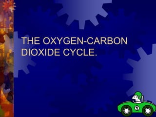 THE OXYGEN-CARBON
DIOXIDE CYCLE.
 