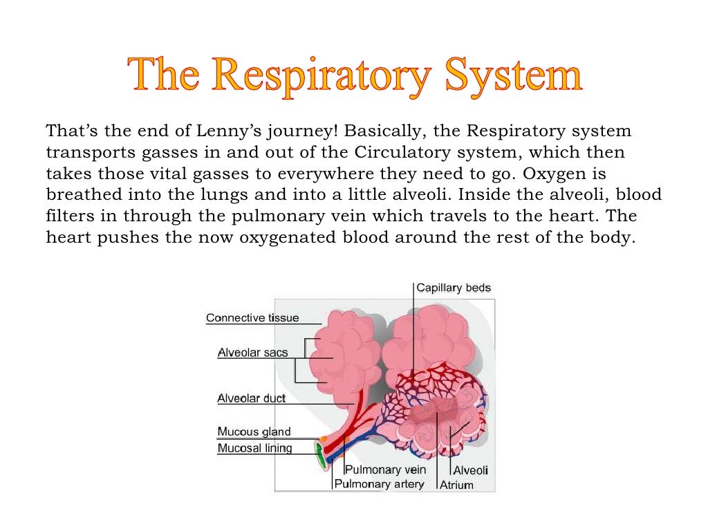 Oxygen through the Respiratory System