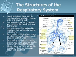 The Structures of the Respiratory System   Mouth and Nose- these are the openings where respiratory gases enter and leave the body.  Trachea (windpipe)- this passage way connects the mouth and nose to the lungs.  Lungs- these are the balloon-like structures that temporarily hold air in the body.  Bronchial tube- the trachea breaks up into these smaller tubes to enter the right and left lungs.  Bronchioles- within the lungs the bronchi split into these even smaller tubes which attach to the alveoli.  Alveoli- these are the small sac-like structures where gas exchange occurs with the blood.  