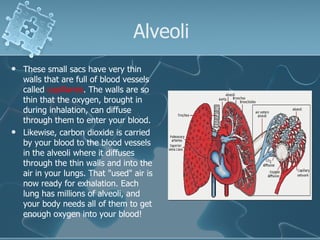 Alveoli These small sacs have very thin walls that are full of blood vessels called  capillaries . The walls are so thin that the oxygen, brought in during inhalation, can diffuse through them to enter your blood.   Likewise, carbon dioxide is carried by your blood to the blood vessels in the alveoli where it diffuses through the thin walls and into the air in your lungs. That "used" air is now ready for exhalation. Each lung has millions of alveoli, and your body needs all of them to get enough oxygen into your blood!   