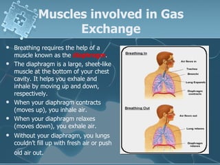 Muscles involved in Gas Exchange Breathing requires the help of a muscle known as the  diaphragm .   The diaphragm is a large, sheet-like muscle at the bottom of your chest cavity. It helps you exhale and inhale by moving up and down, respectively.   When your diaphragm contracts (moves up), you inhale air.   When your diaphragm relaxes (moves down), you exhale air.   Without your diaphragm, you lungs couldn’t fill up with fresh air or push old air out.   