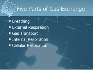 Five Parts of Gas Exchange Breathing External Respiration Gas Transport Internal Respiration Cellular Respiration 