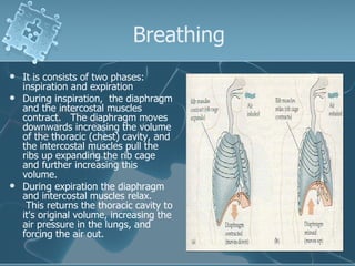 Breathing It is consists of two phases: inspiration and expiration During inspiration,  the diaphragm and the intercostal muscles contract.   The diaphragm moves downwards increasing the volume of the thoracic (chest) cavity, and the intercostal muscles pull the ribs up expanding the rib cage and further increasing this volume.  During expiration the diaphragm and intercostal muscles relax.  This returns the thoracic cavity to it's original volume, increasing the air pressure in the lungs, and forcing the air out.  