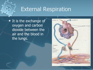 External Respiration  It is the exchange of oxygen and carbon dioxide between the air and the blood in the lungs.  