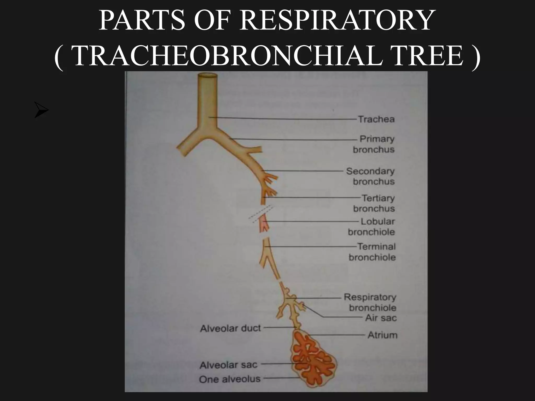 PARTS OF RESPIRATORY
( TRACHEOBRONCHIAL TREE )

 