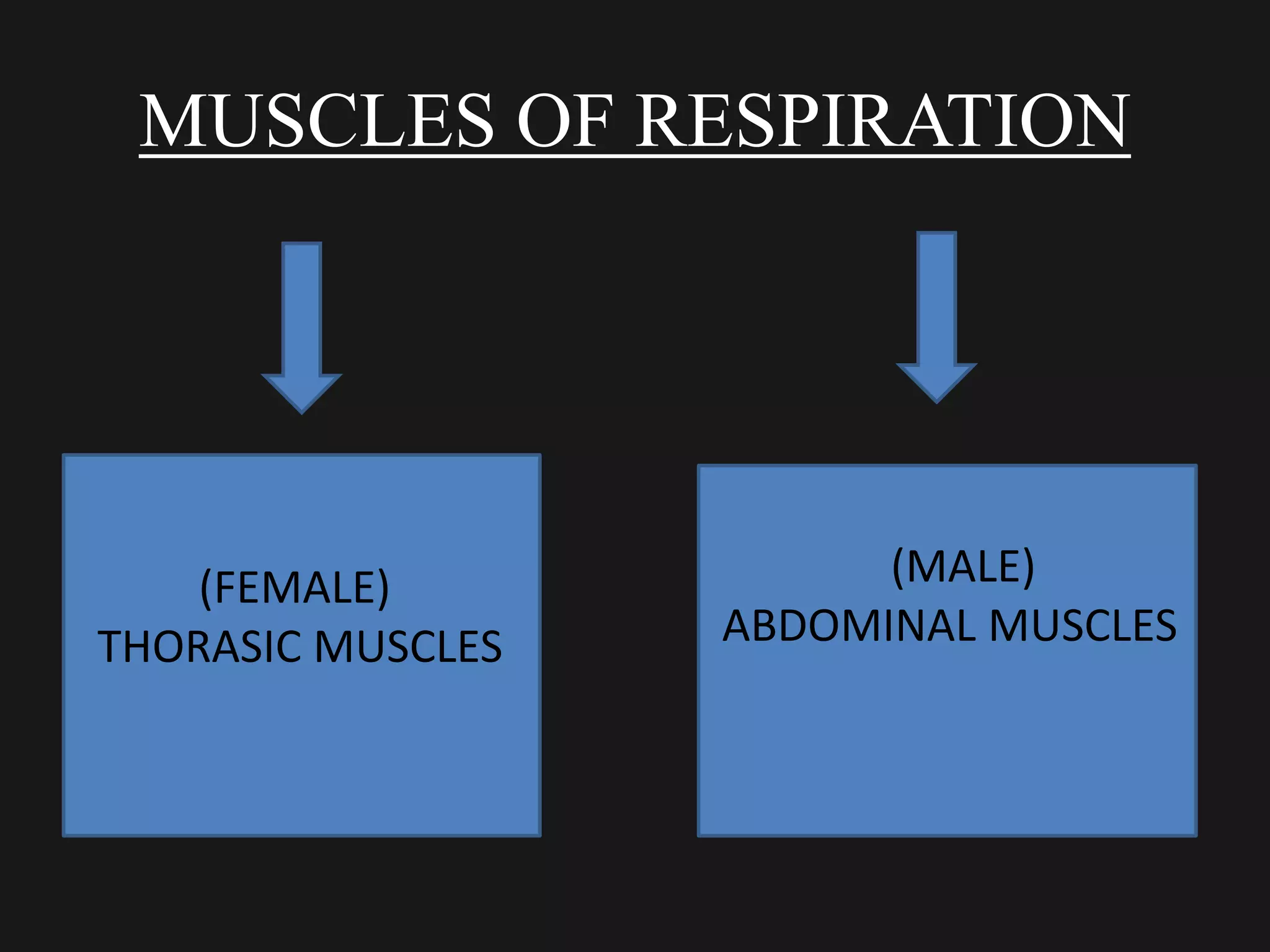 MUSCLES OF RESPIRATION
(FEMALE)
THORASIC MUSCLES
(MALE)
ABDOMINAL MUSCLES
 
