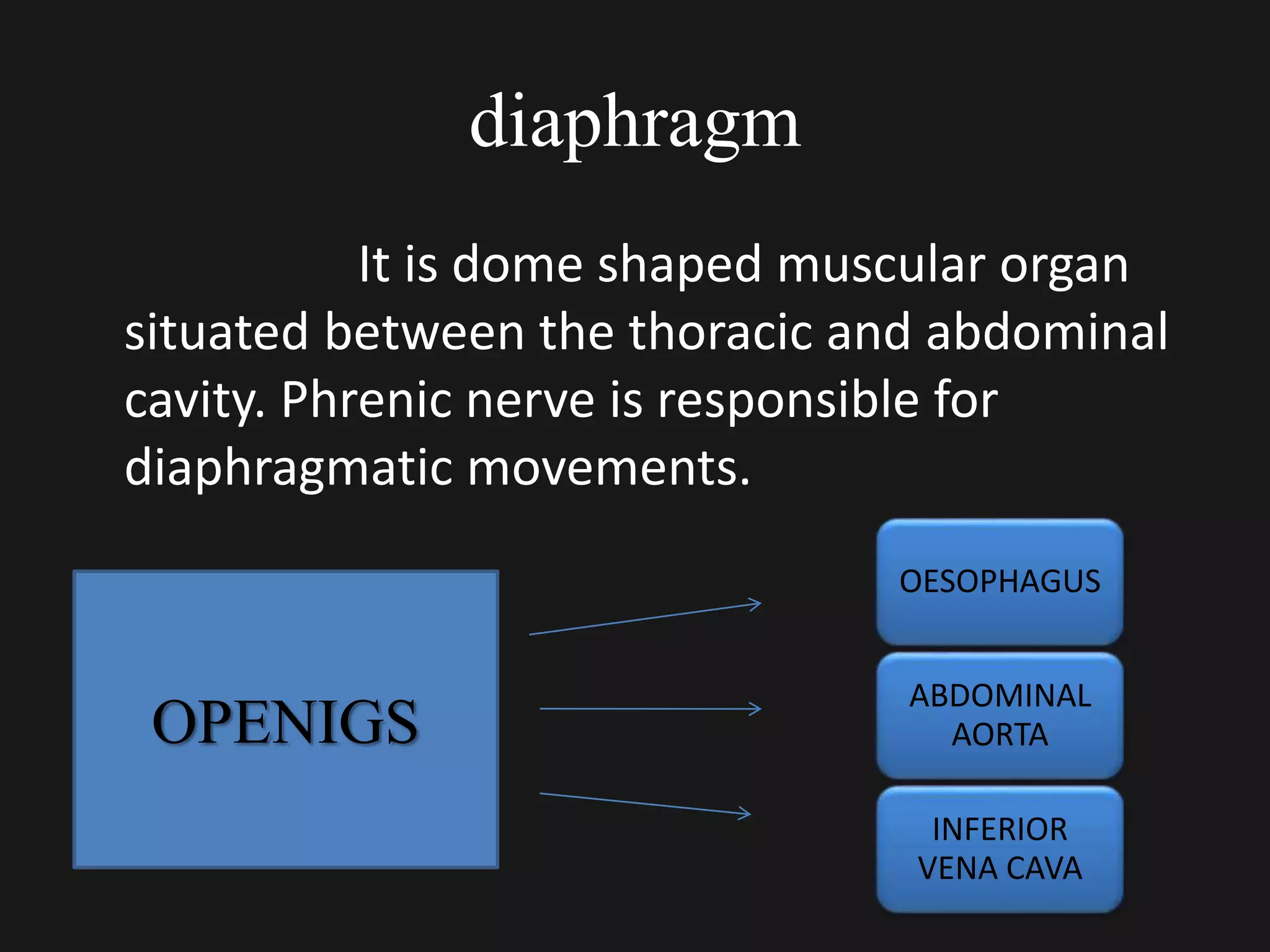 diaphragm
It is dome shaped muscular organ
situated between the thoracic and abdominal
cavity. Phrenic nerve is responsible for
diaphragmatic movements.
OESOPHAGUS
ABDOMINAL
AORTA
INFERIOR
VENA CAVA
OPENIGS
 
