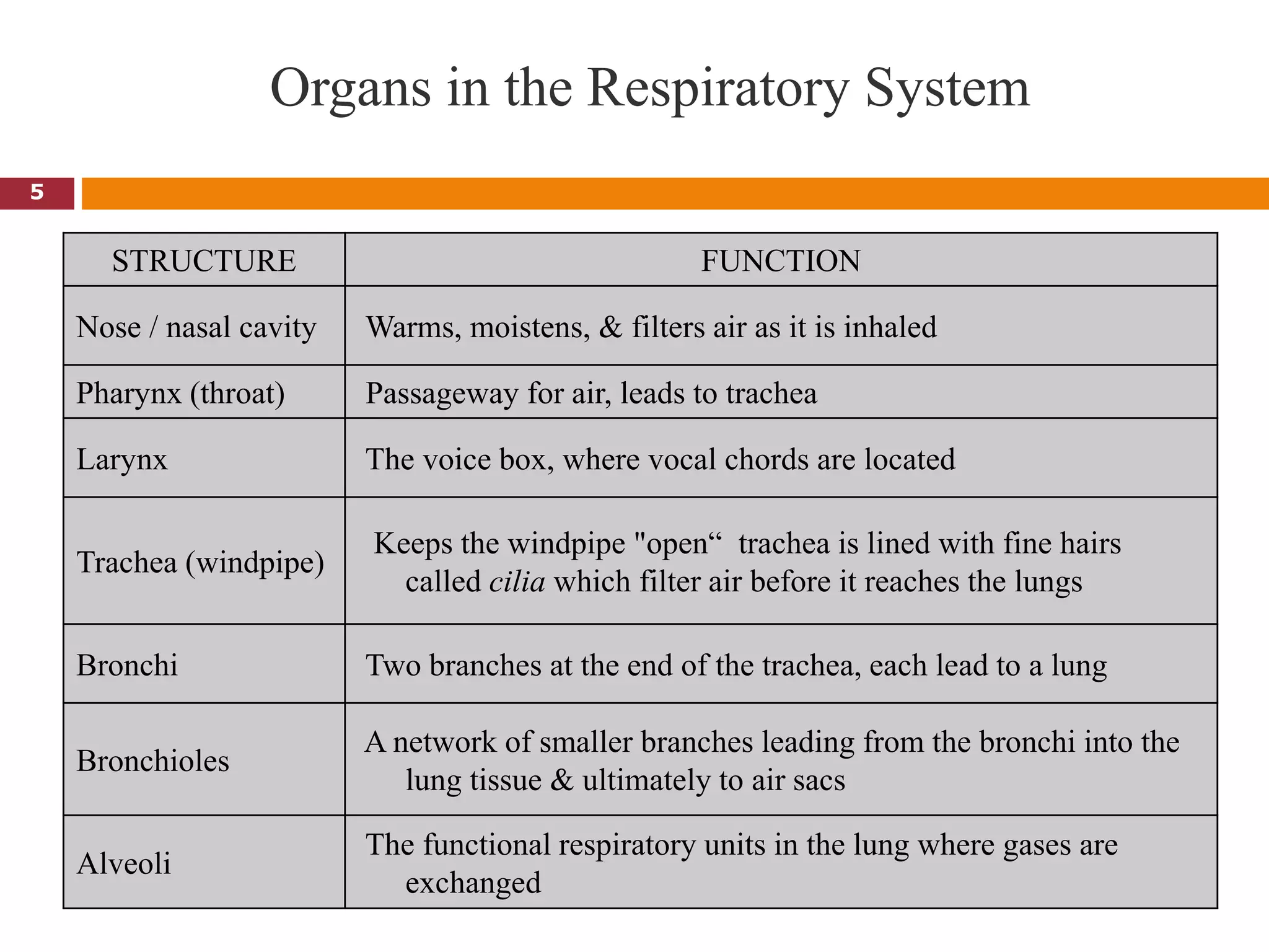 Organs in the Respiratory System
STRUCTURE FUNCTION
Nose / nasal cavity Warms, moistens, & filters air as it is inhaled
Pharynx (throat) Passageway for air, leads to trachea
Larynx The voice box, where vocal chords are located
Trachea (windpipe)
Keeps the windpipe "open“ trachea is lined with fine hairs
called cilia which filter air before it reaches the lungs
Bronchi Two branches at the end of the trachea, each lead to a lung
Bronchioles
A network of smaller branches leading from the bronchi into the
lung tissue & ultimately to air sacs
Alveoli
The functional respiratory units in the lung where gases are
exchanged
5
 