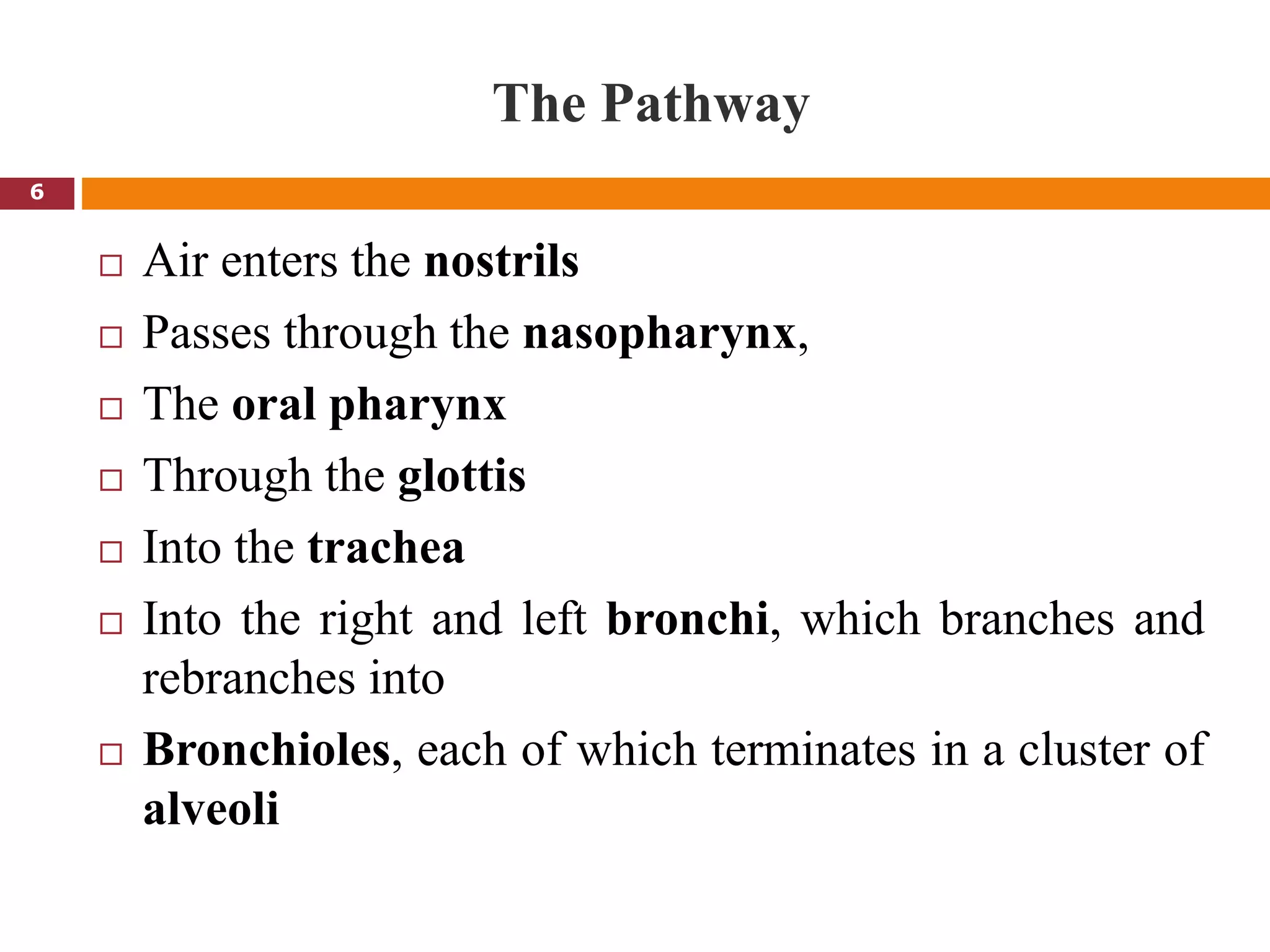 The Pathway
 Air enters the nostrils
 Passes through the nasopharynx,
 The oral pharynx
 Through the glottis
 Into the trachea
 Into the right and left bronchi, which branches and
rebranches into
 Bronchioles, each of which terminates in a cluster of
alveoli
6
 