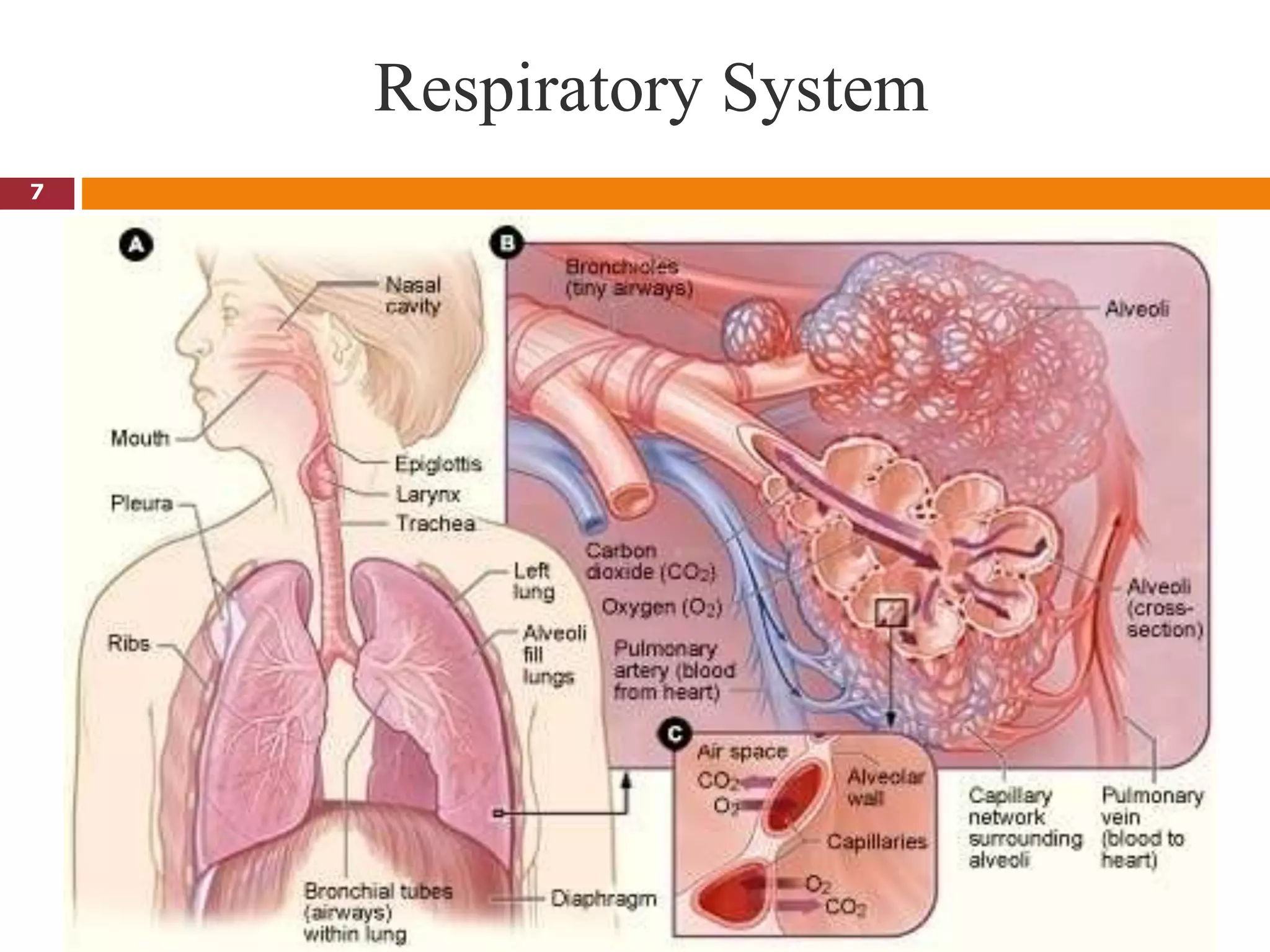 Respiratory System
7
 