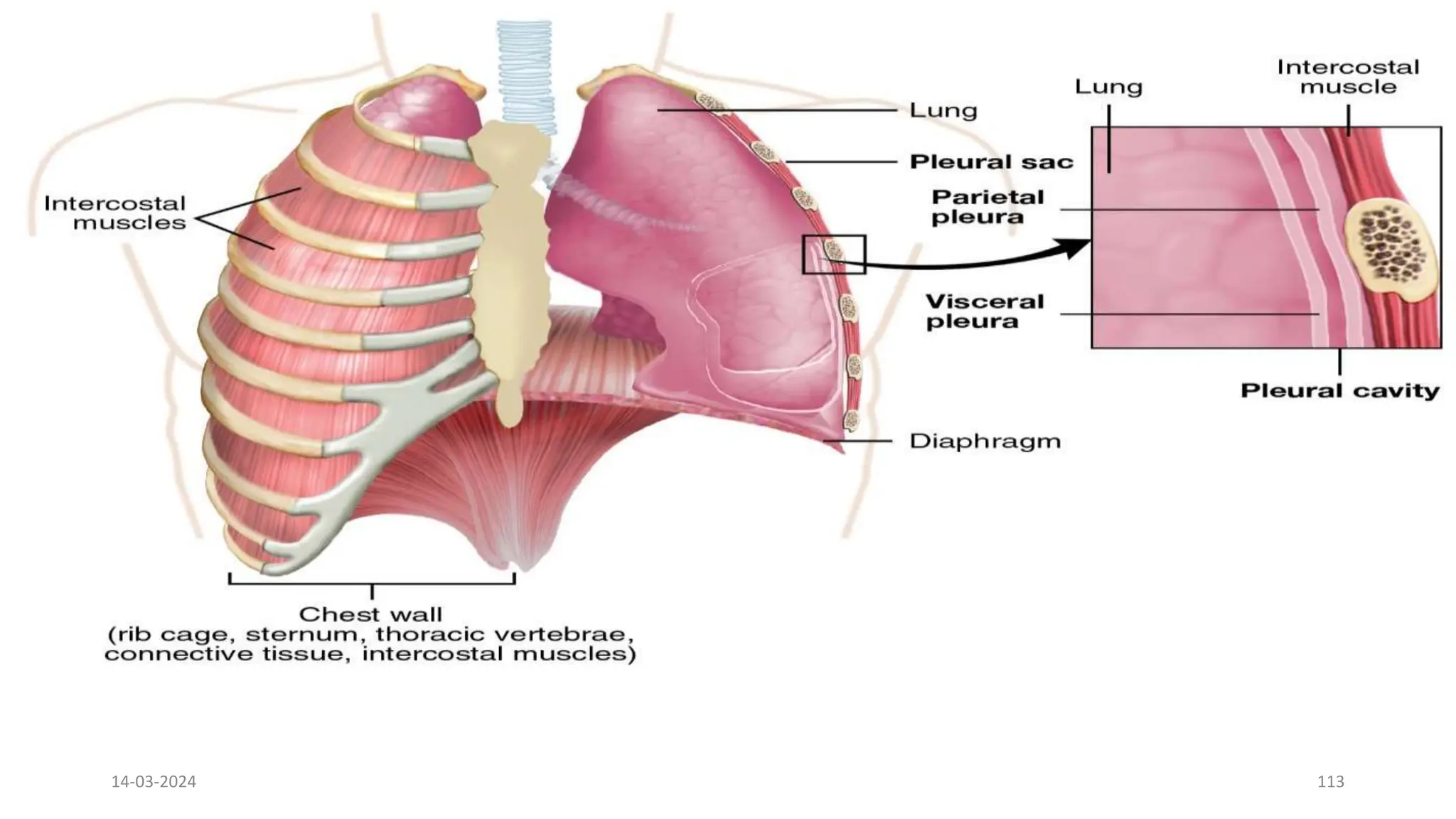 14-03-2024 113
• Parietal pleura: Inside membrane of the rib cage
• Pulmonary or visceral pleura: Outside membrane of the lungs
• The two membranes are separated by a lubricating fluid (pleural
fluid) which enables them to slide against each other. Lung can
expand and contract
• Vacuum or “negative pressure” in the pleural space keeps the two
pleurae together. If fluid or air enters the pleural space, lungs cannot
fully expand during each respiratory cycle
 