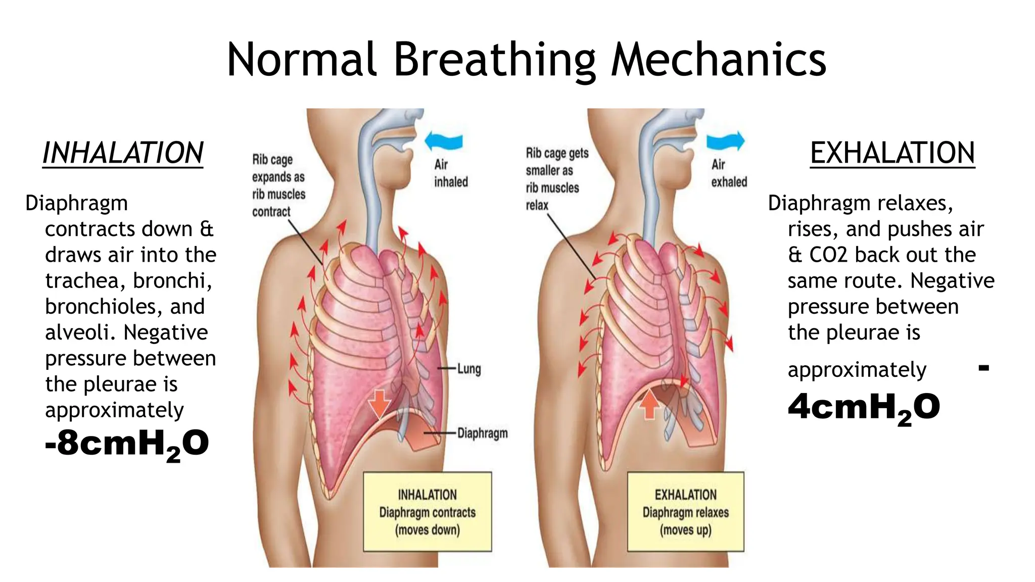 Normal Breathing Mechanics
Diaphragm
contracts down &
draws air into the
trachea, bronchi,
bronchioles, and
alveoli. Negative
pressure between
the pleurae is
approximately
-8cmH2O
Diaphragm relaxes,
rises, and pushes air
& CO2 back out the
same route. Negative
pressure between
the pleurae is
approximately -
4cmH2O
INHALATION EXHALATION
 
