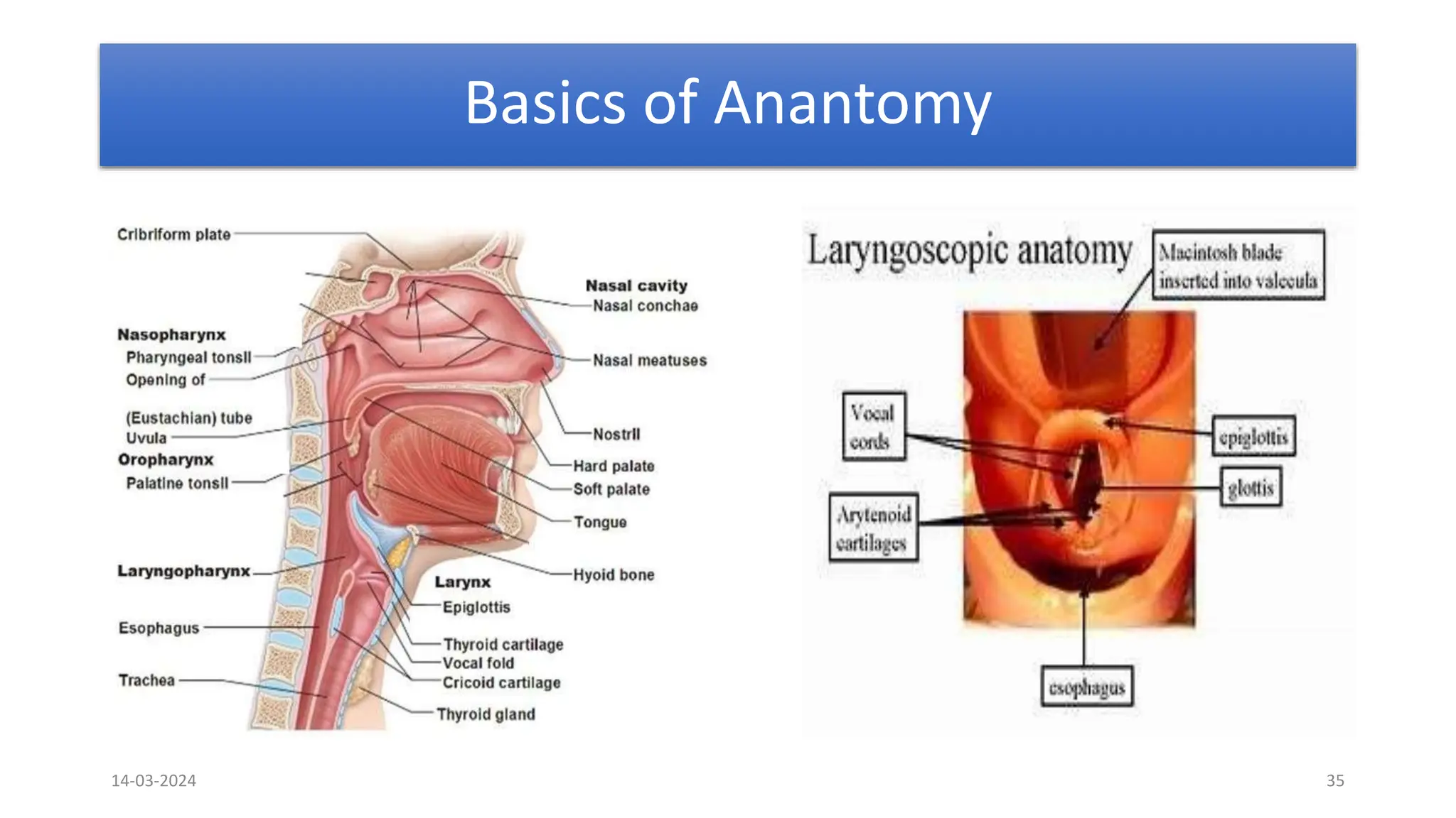 Basics of Anantomy
14-03-2024 35
 