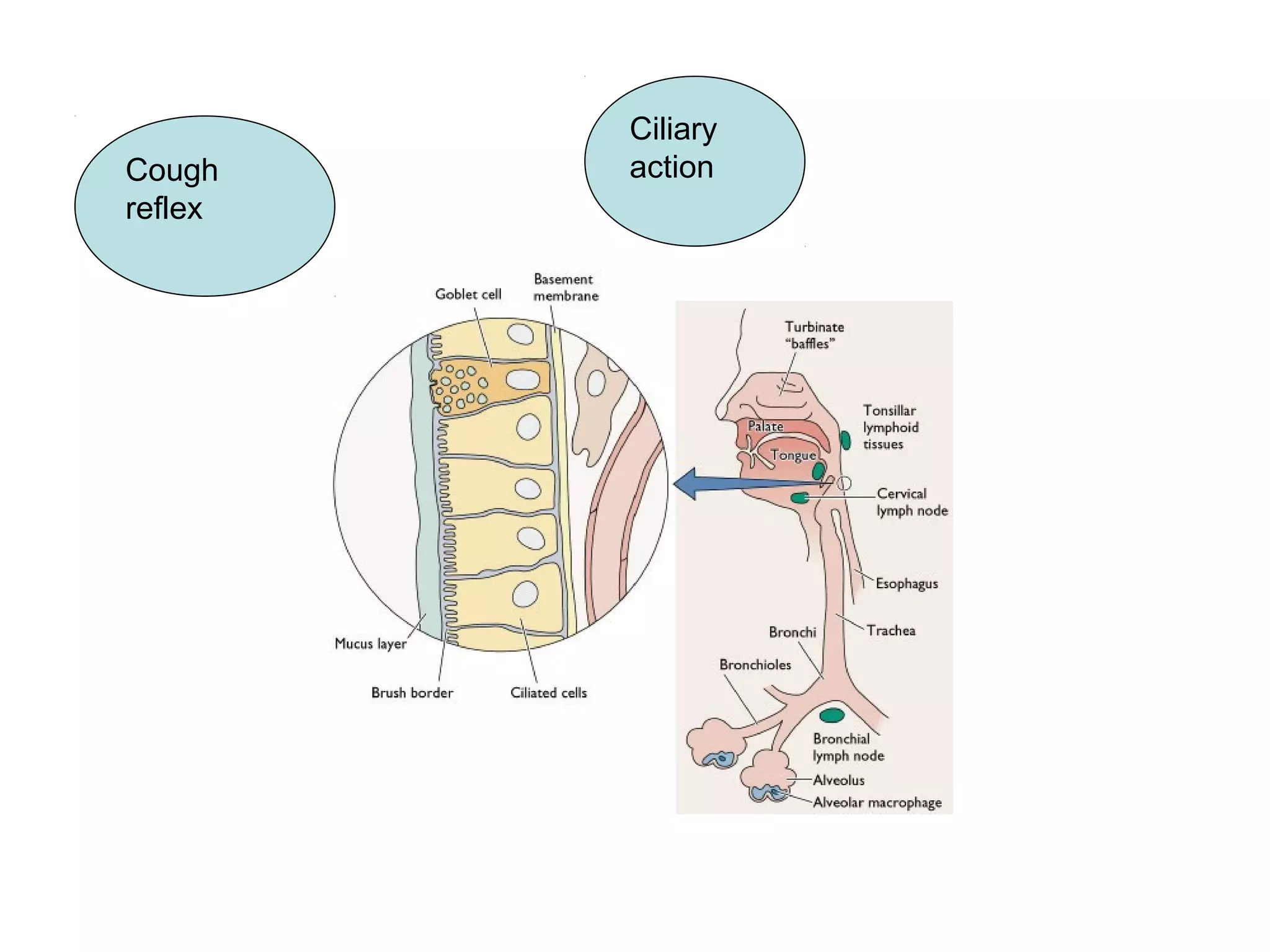Ciliary
action
Cough
reflex
 