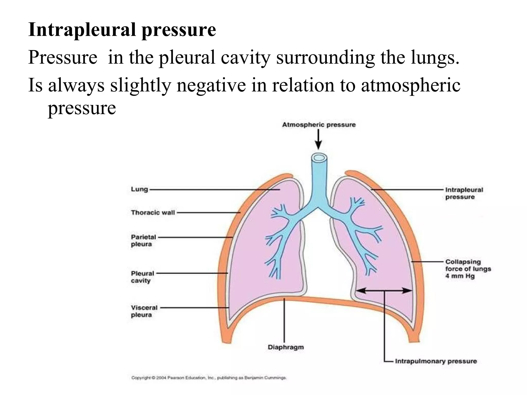 Intrapleural pressure
Pressure in the pleural cavity surrounding the lungs.
Is always slightly negative in relation to atmospheric
pressure
 
