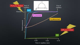 Alveolar
Partialpressure
Time in capillary (sec)
0.25 0.50 0.75
Start of
capillary
End of
capillary
CO
N2O
O2 (normal)
O2 (abnormal)
Diffusion limited
Perfusion limited
 