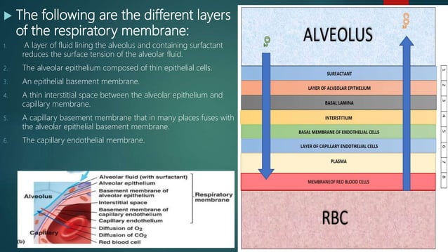 Oxygen cascade | PPTX