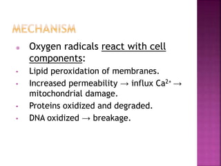  Oxygen radicals react with cell
components:
• Lipid peroxidation of membranes.
• Increased permeability → influx Ca2+ →
mitochondrial damage.
• Proteins oxidized and degraded.
• DNA oxidized → breakage.
 